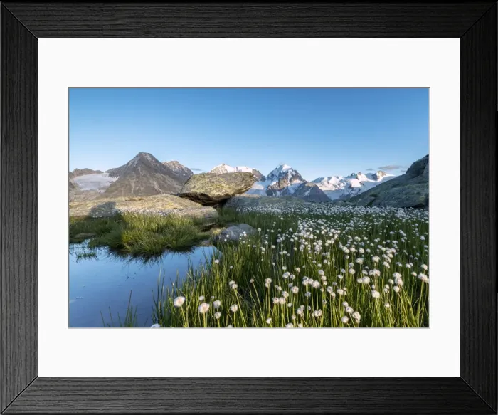 Framed Print : Cotton grass surrounded by snowy peaks at summer Fuorcla Surlej St Framed Print : Cotton grass surrounded by snowy peaks at summer Fuorcla Surlej St