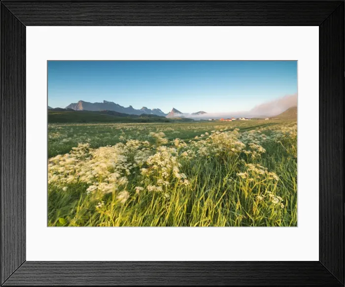 Framed Print : Green meadows of flowers framed by the midnight sun Fredvang Moskenesoya Nordland Framed Print : Green meadows of flowers framed by the midnight sun Fredvang Moskenesoya Nordland