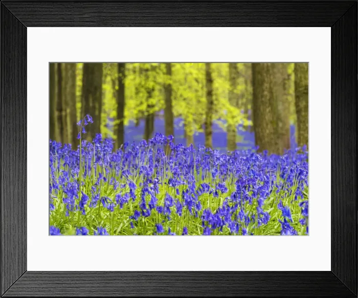Framed Print : Bluebells at Dockey Wood, Ashridge Estate, Hertfordshire, UK