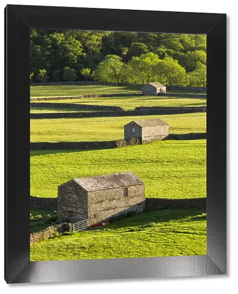 United Kingdom, England, North Yorkshire, Gunnerside. Traditional barns in Swaledale