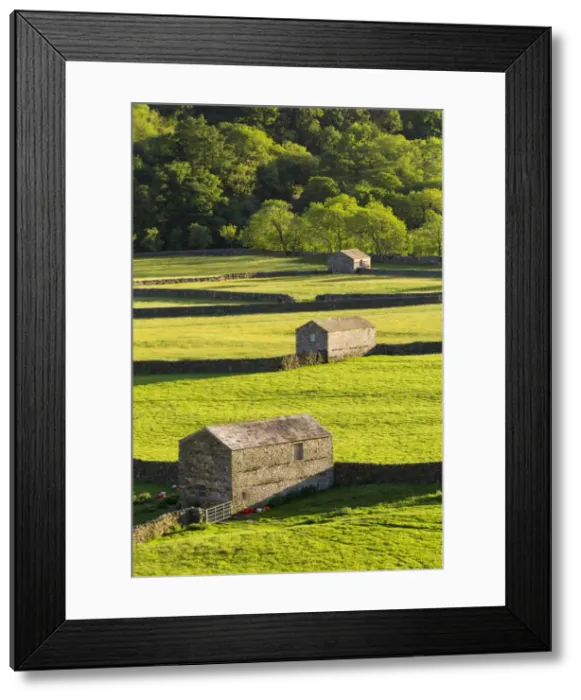 Framed Print : United Kingdom, England, North Yorkshire, Gunnerside. Traditional barns in Swaledale Framed Print : United Kingdom, England, North Yorkshire, Gunnerside. Traditional barns in Swaledale