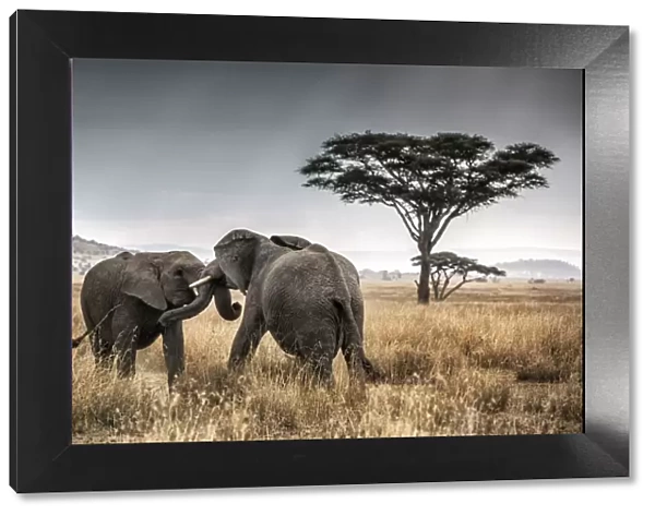 Elephant bulls fighting in thw Serengeti National Park, Tanzania, Africa