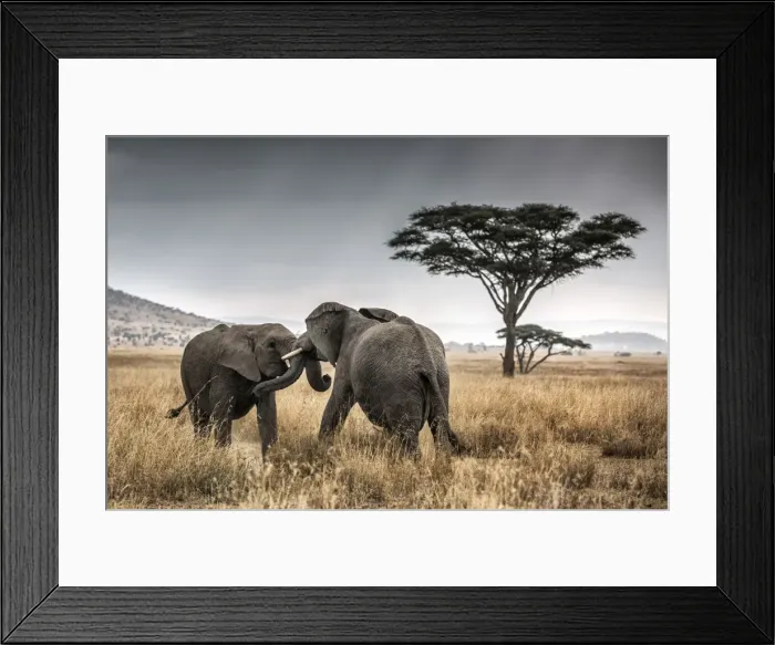 Framed Print : Elephant bulls fighting in thw Serengeti National Park, Tanzania, Africa Framed Print : Elephant bulls fighting in thw Serengeti National Park, Tanzania, Africa