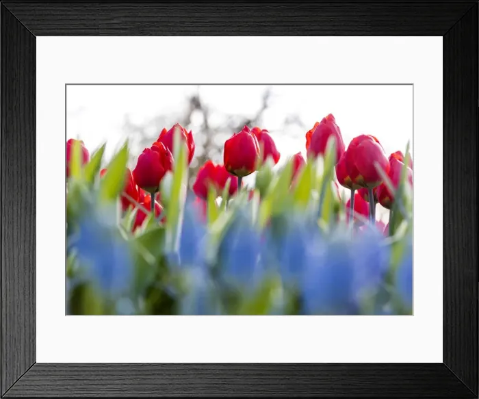 Framed Print : Close up of red tulips in bloom at the Keukenhof Botanical garden Lisse South Holland Framed Print : Close up of red tulips in bloom at the Keukenhof Botanical garden Lisse South Holland