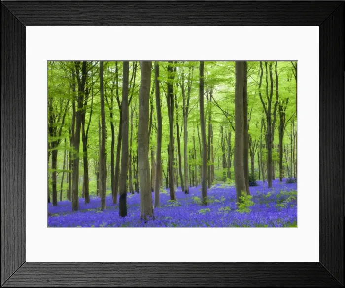Framed Print : Carpet of bluebells wildflowers growing in the beech woodland at West Woods, Lockeridge Framed Print : Carpet of bluebells wildflowers growing in the beech woodland at West Woods, Lockeridge