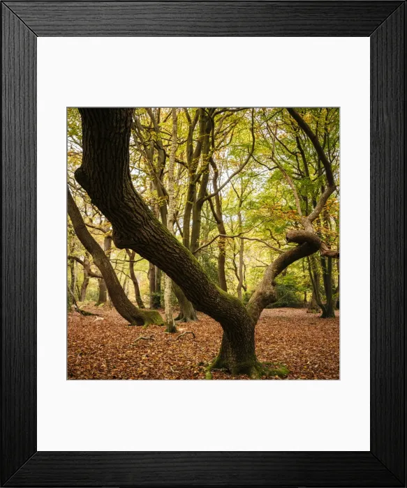 Framed Print : Burnham Beeches, Buckinghamshire, England Framed Print : Burnham Beeches, Buckinghamshire, England