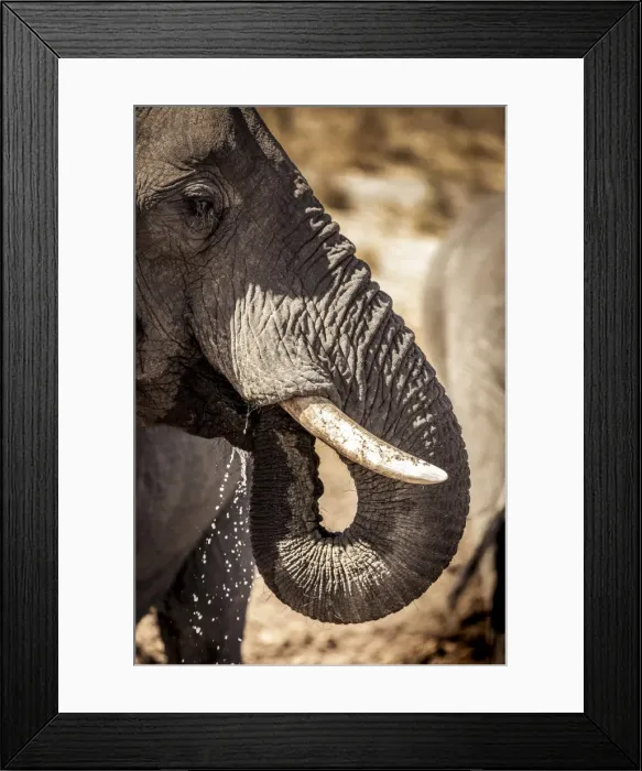 Framed Print : Wild elephant portrait, Botswana, Africa Framed Print : Wild elephant portrait, Botswana, Africa
