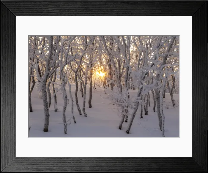 Framed Print : Gold sun between trees, Abisko, Kiruna, Sweden, Europe Framed Print : Gold sun between trees, Abisko, Kiruna, Sweden, Europe