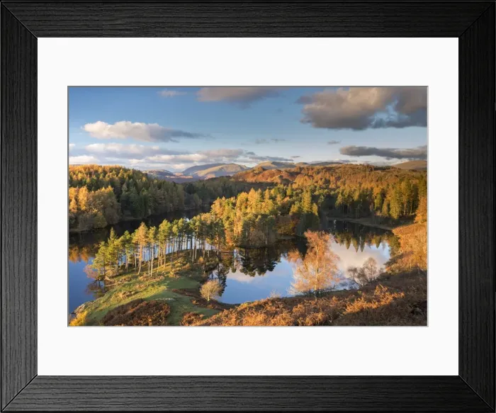 Framed Print : Rich evening sunshine glows on the trees at Tarn Hows in the Lake District National Park Framed Print : Rich evening sunshine glows on the trees at Tarn Hows in the Lake District National Park
