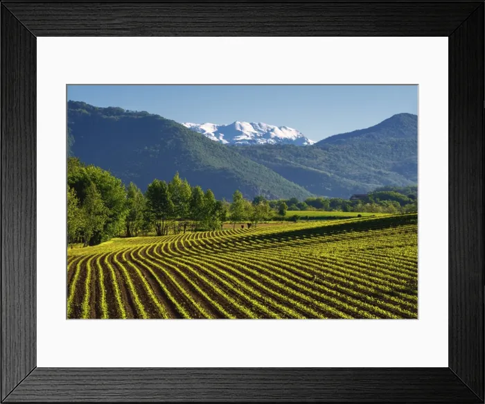 Framed Print : Sunrise in Franciacorta, Brescia province, lombardy district, Italy, Europe Framed Print : Sunrise in Franciacorta, Brescia province, lombardy district, Italy, Europe