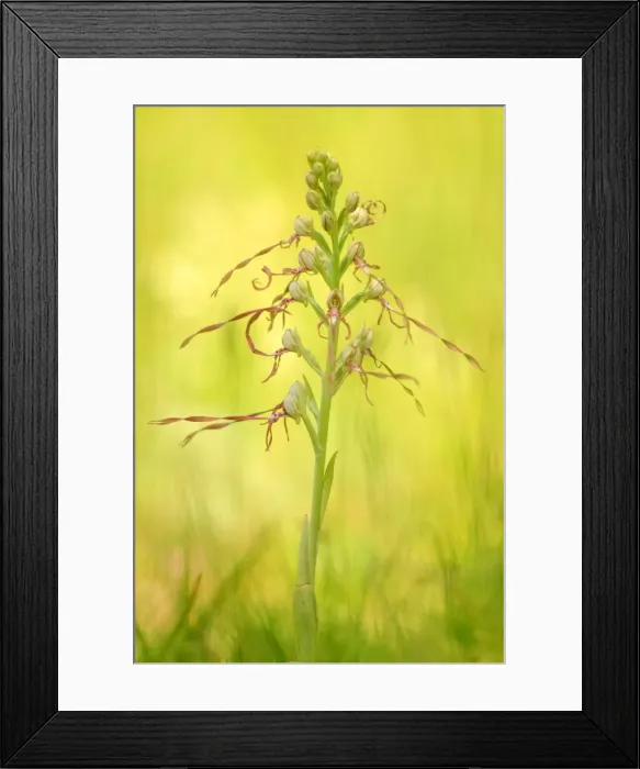 Framed Print : Himantoglossum adriaticum, Caprieto, Liguria, Italy Framed Print : Himantoglossum adriaticum, Caprieto, Liguria, Italy