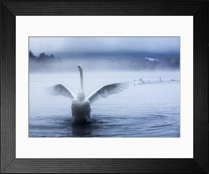 Framed Print : Whooper swans in Lake Kussharo, Hokkaido, Japan