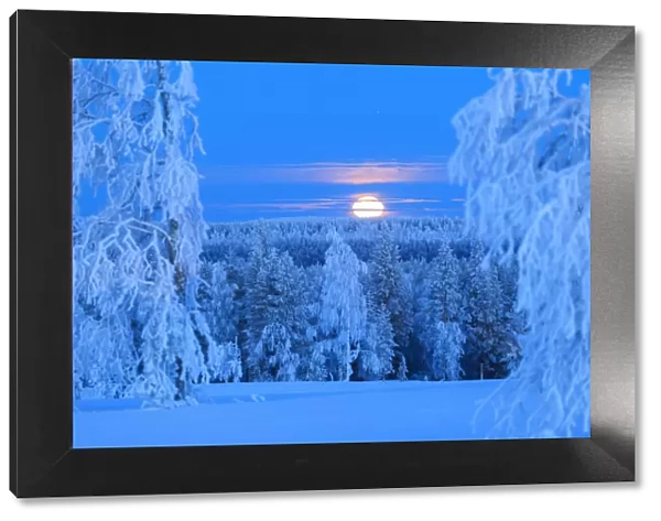 Lunar sunrise over the woods of Lapland. Hukanmaa  /  Kitkiojoki, Norbottens Ian, Lapland
