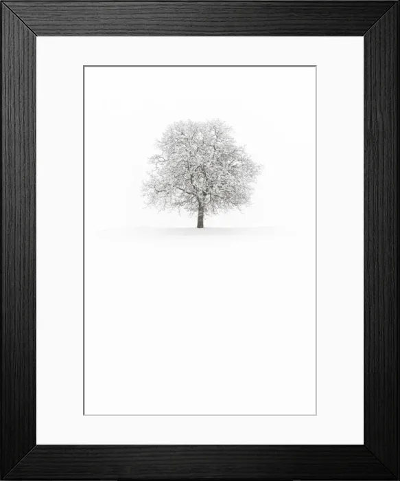 Framed Print : Europe, Italy, Trentino Alto Adige, Non valley. Snow covered tree after a heavy snowfall Framed Print : Europe, Italy, Trentino Alto Adige, Non valley. Snow covered tree after a heavy snowfall