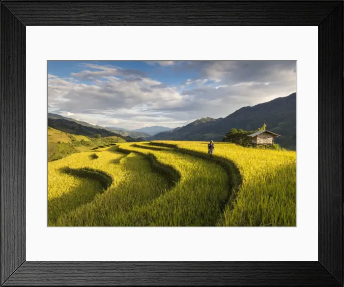 Framed Print : A farmer walks amongst the rice terraces at harvest time, Mu Cang Chai Yen Bai Province Framed Print : A farmer walks amongst the rice terraces at harvest time, Mu Cang Chai Yen Bai Province