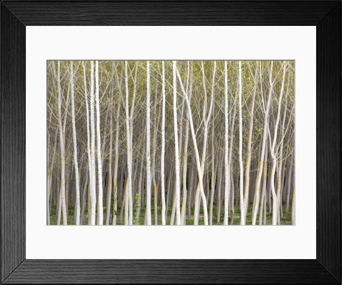 Framed Print : Silver birch trees in early spring in the Rioja, Alava, Spain, Europe Framed Print : Silver birch trees in early spring in the Rioja, Alava, Spain, Europe