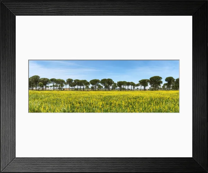 Framed Print : Stone pines, Comporta. Alentejo, Portugal Framed Print : Stone pines, Comporta. Alentejo, Portugal