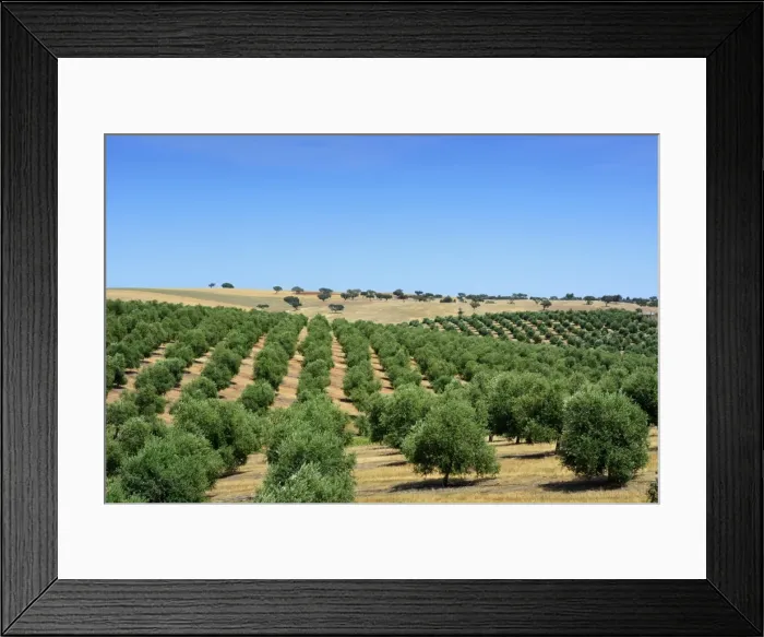 Framed Print : Olive groves near Mertola. Alentejo, Portugal