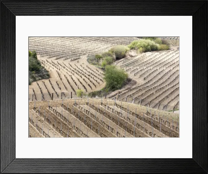 Framed Print : A pattern of vines in the winter near Laguardia, Alava, Spain, Europe Framed Print : A pattern of vines in the winter near Laguardia, Alava, Spain, Europe