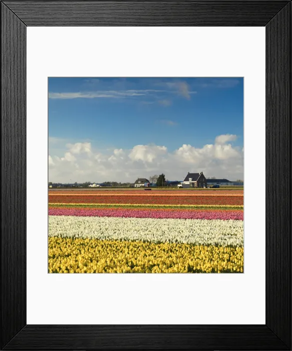 Framed Print : Tulips in fields, Lisse, Netherlands Framed Print : Tulips in fields, Lisse, Netherlands