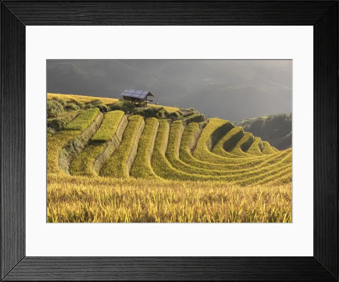 Framed Print : A Stilt hut sits amongst rice terraces at harvest time, Mu Cang Chai, Yen Bai Province Framed Print : A Stilt hut sits amongst rice terraces at harvest time, Mu Cang Chai, Yen Bai Province