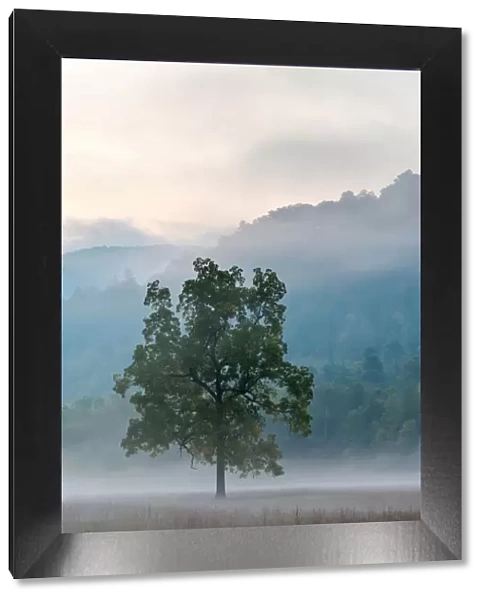 United States, North Carolina, Haywood County, Waynesville. Foggy morning in Cataloochee Valley
