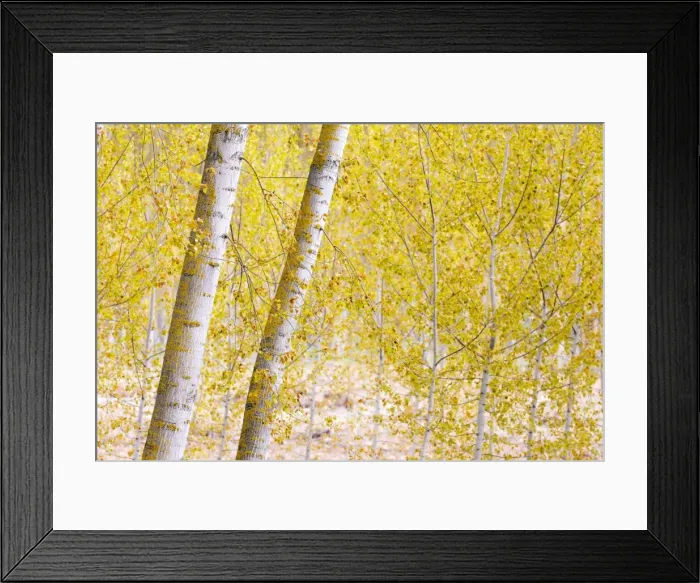 Framed Print : Silver birch trees in early spring in the Rioja, Alava, Spain, Europe Framed Print : Silver birch trees in early spring in the Rioja, Alava, Spain, Europe