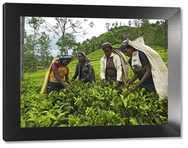 Women harvesting tea, Nuwara Eliya, Sri Lanka