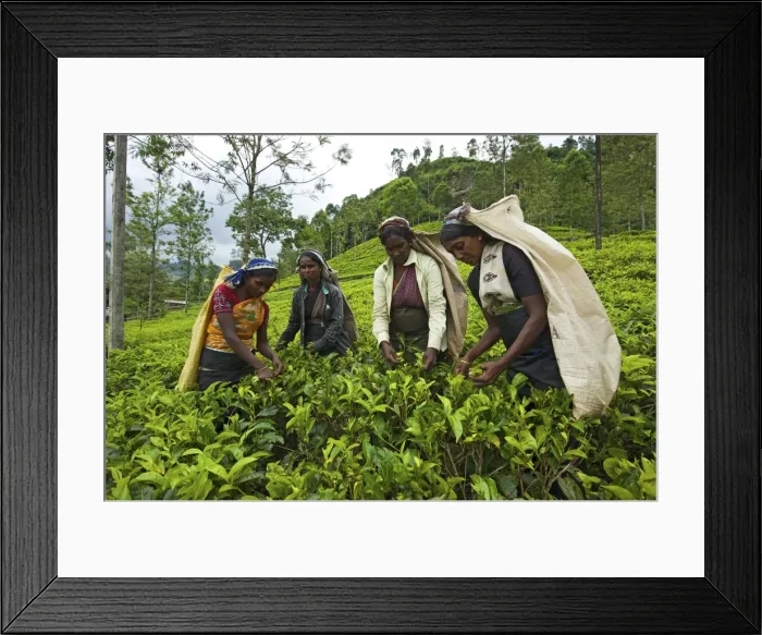Framed Print : Women harvesting tea, Nuwara Eliya, Sri Lanka Framed Print : Women harvesting tea, Nuwara Eliya, Sri Lanka