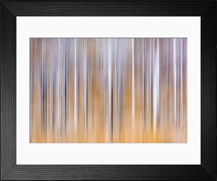 Framed Print : Trees, Wester Ross, Highlands, Scotland