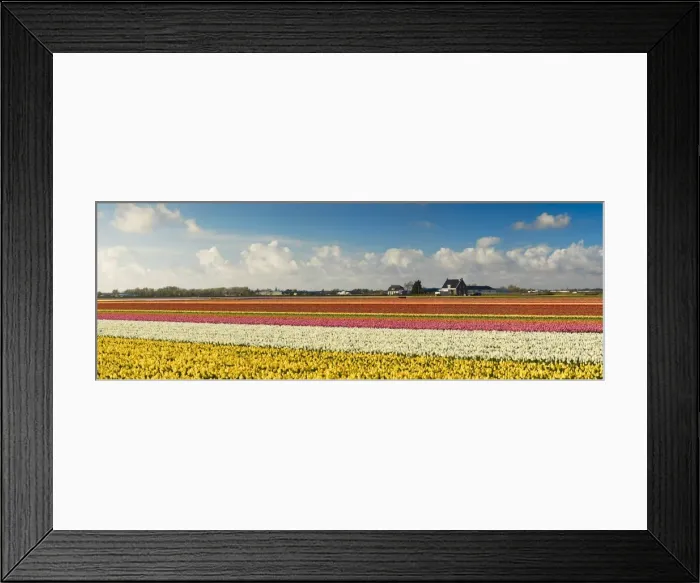 Framed Print : Tulips in fields, Lisse, Netherlands Framed Print : Tulips in fields, Lisse, Netherlands