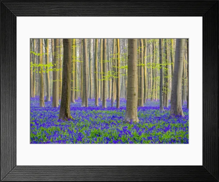 Framed Print : Belgium, Vlaanderen (Flanders), Halle. Bluebell flowers (Hyacinthoides non-scripta) Framed Print : Belgium, Vlaanderen (Flanders), Halle. Bluebell flowers (Hyacinthoides non-scripta)