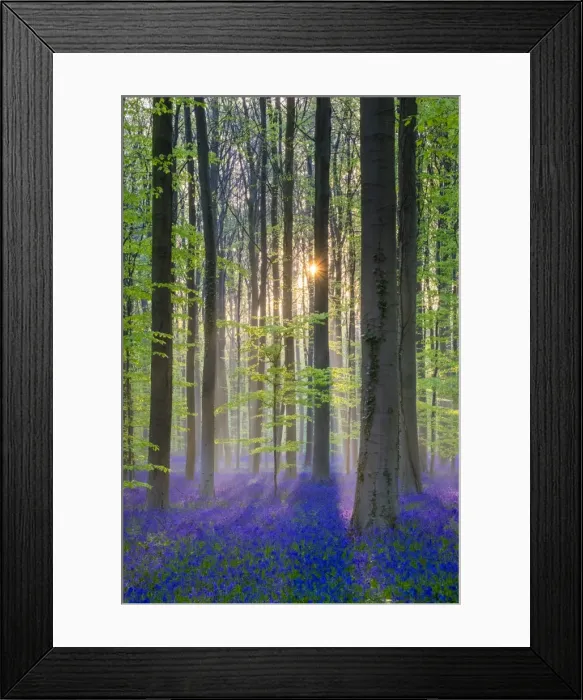 Framed Print : Belgium, Vlaanderen (Flanders), Halle. Bluebell flowers (Hyacinthoides non-scripta) Framed Print : Belgium, Vlaanderen (Flanders), Halle. Bluebell flowers (Hyacinthoides non-scripta)