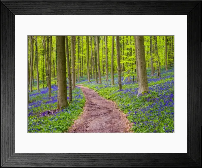 Framed Print : Belgium, Vlaanderen (Flanders), Halle. Bluebell flowers (Hyacinthoides non-scripta) Framed Print : Belgium, Vlaanderen (Flanders), Halle. Bluebell flowers (Hyacinthoides non-scripta)