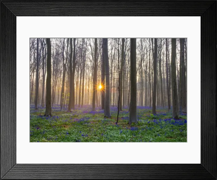 Framed Print : Belgium, Vlaanderen (Flanders), Halle. Bluebell flowers (Hyacinthoides non-scripta) Framed Print : Belgium, Vlaanderen (Flanders), Halle. Bluebell flowers (Hyacinthoides non-scripta)