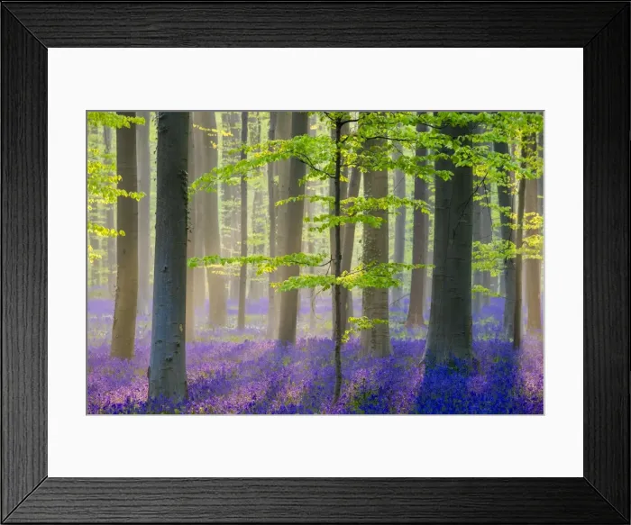 Framed Print : Belgium, Vlaanderen (Flanders), Halle. Bluebell flowers (Hyacinthoides non-scripta)