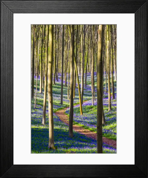 Framed Print : Belgium, Vlaanderen (Flanders), Halle. Bluebell flowers (Hyacinthoides non-scripta) Framed Print : Belgium, Vlaanderen (Flanders), Halle. Bluebell flowers (Hyacinthoides non-scripta)