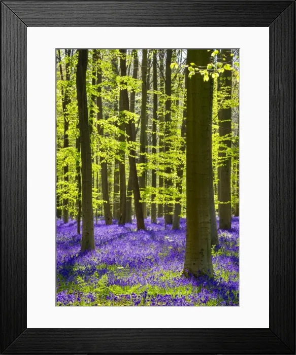 Framed Print : Belgium, Vlaanderen (Flanders), Halle. Bluebell flowers (Hyacinthoides non-scripta)