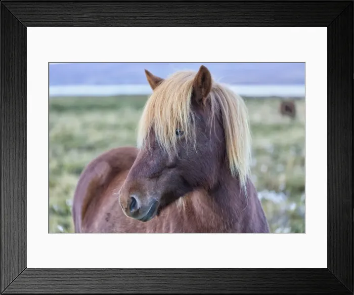 Framed Print : Europe, Iceland, Region Vesturland. Wild horse Framed Print : Europe, Iceland, Region Vesturland. Wild horse
