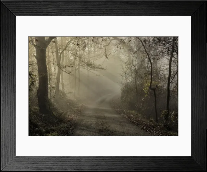 Framed Print : Bacchereto wood, Carmignano, Prato, Italy Framed Print : Bacchereto wood, Carmignano, Prato, Italy