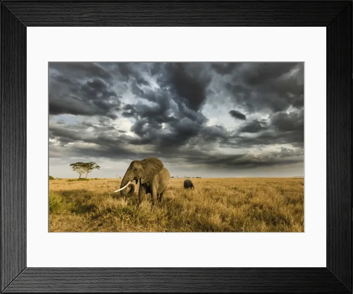 Framed Print : African elephant with calf grazing at sunset in Southern Serengeti plains, as a thunderstorm Framed Print : African elephant with calf grazing at sunset in Southern Serengeti plains, as a thunderstorm