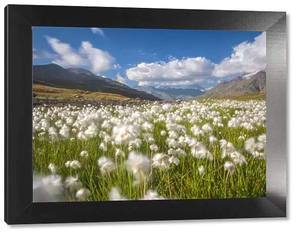 Blooming cotton grass, Stelvio National Park, Sondrio province, Valtellina valley