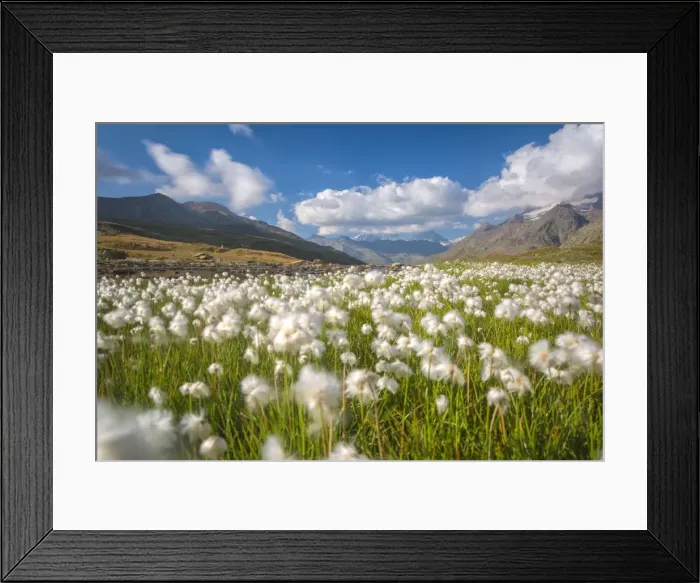 Framed Print : Blooming cotton grass, Stelvio National Park, Sondrio province, Valtellina valley Framed Print : Blooming cotton grass, Stelvio National Park, Sondrio province, Valtellina valley