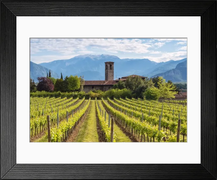Framed Print : Europe, Italy, vineyards in Franciacorta, province of Brescia