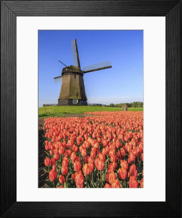 Framed Print : Red and orange tulip fields and the blue sky frame the windmill in spring Berkmeer Framed Print : Red and orange tulip fields and the blue sky frame the windmill in spring Berkmeer