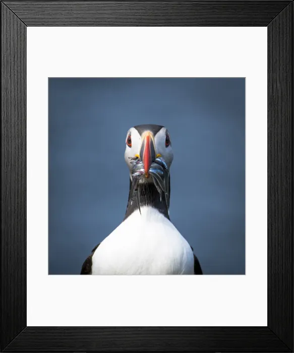 Framed Print : Mykines island, Faroe Islands, Denmark. Atlantic Puffin with catch in the beak Framed Print : Mykines island, Faroe Islands, Denmark. Atlantic Puffin with catch in the beak