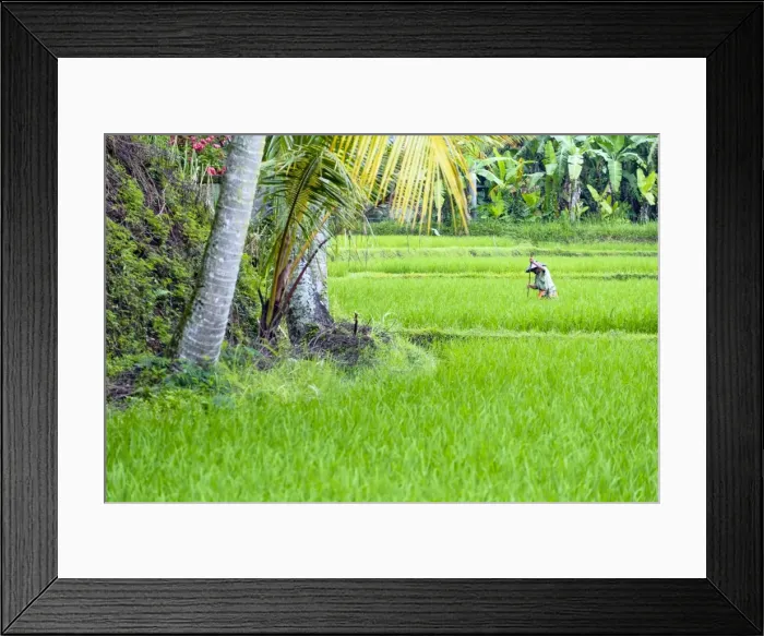 Framed Print : Asia, South East Asia, Indonesia, Bali, Tegalalang Rice Terraces Framed Print : Asia, South East Asia, Indonesia, Bali, Tegalalang Rice Terraces
