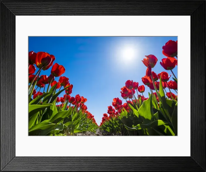 Framed Print : Netherlands, South Holland, Nordwijkerhout. Red Dutch tulips in bloom against a blue sky
