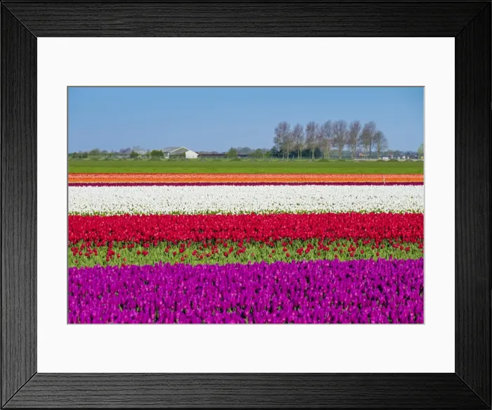 Framed Print : Netherlands, North Holland, Venhuizen. Colorful tulip fields in early spring Framed Print : Netherlands, North Holland, Venhuizen. Colorful tulip fields in early spring