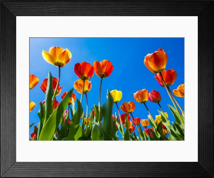 Framed Print : Netherlands, North Holland, Callantsoog. Multicolored tulips flower against a blue sky